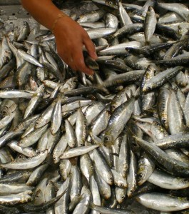 Shortage of sardines costs Kerala Rs 150 cr in 2015: Report