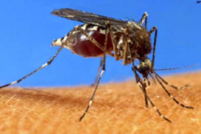 Dengue cases climb to nearly 120 in Delhi; 91 in July