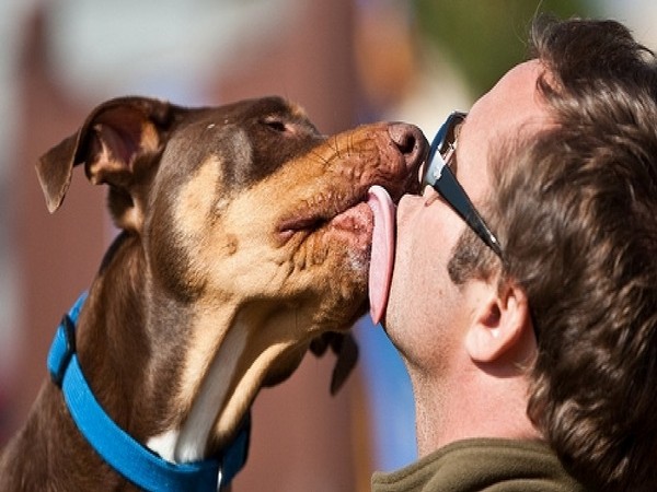 Dogs lick faces to communicate with angry humans