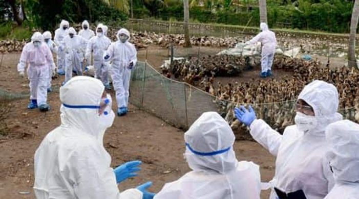 Centre confirms Bird flu outbreak in poultry in Kerala and 9 other states