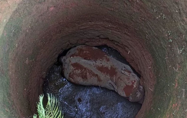 Wild elephant that fell inside well in Kozhikode rescued after 14 hours