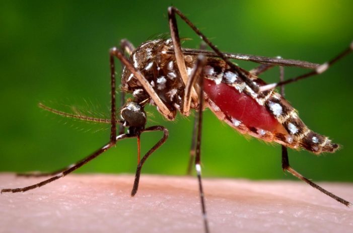 Zika virus infection confirmed in Kerala for the first time