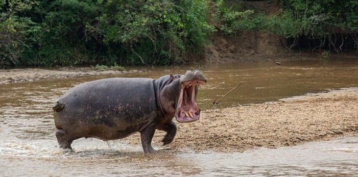 Hippo swallows two-year-old boy, spits him out alive later