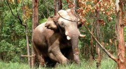 All efforts taken to ensure public safety: TN Forest dept on measures to capture ‘Arikomban’