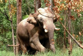 All efforts taken to ensure public safety: TN Forest dept on measures to capture 'Arikomban'