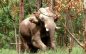 All efforts taken to ensure public safety: TN Forest dept on measures to capture ‘Arikomban’