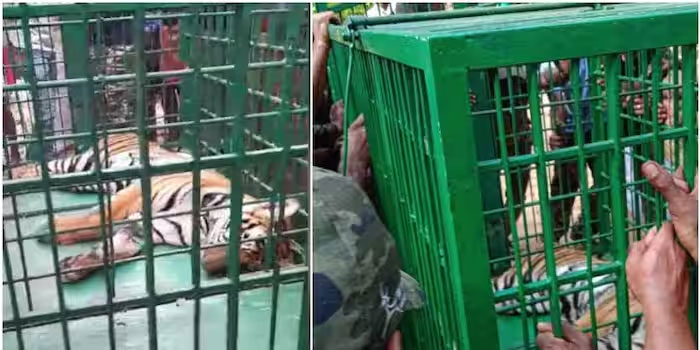 Tiger captured in Kannur dies